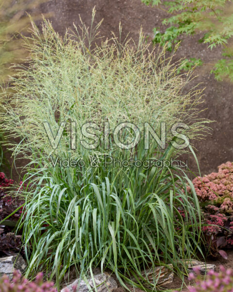 Panicum virgatum Niagara Falls