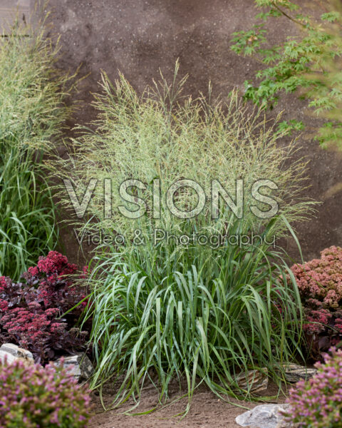 Panicum virgatum Niagara Falls