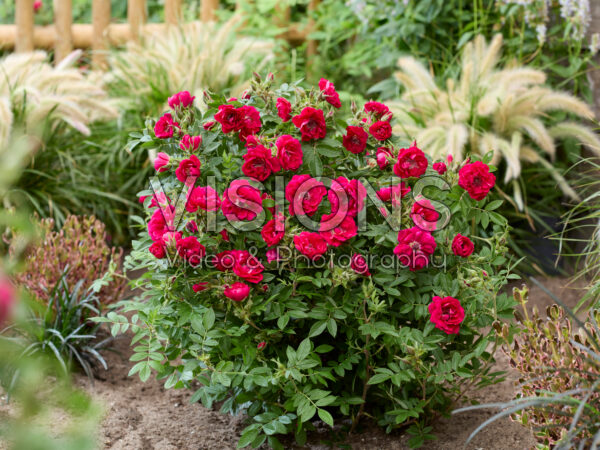 Rosa Take It Easy® Red