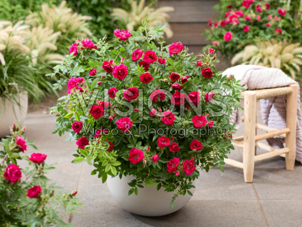 Rosa Take It Easy® Red Rosa Take It Easy® Red