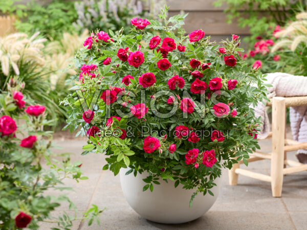 Rosa Take It Easy® Red