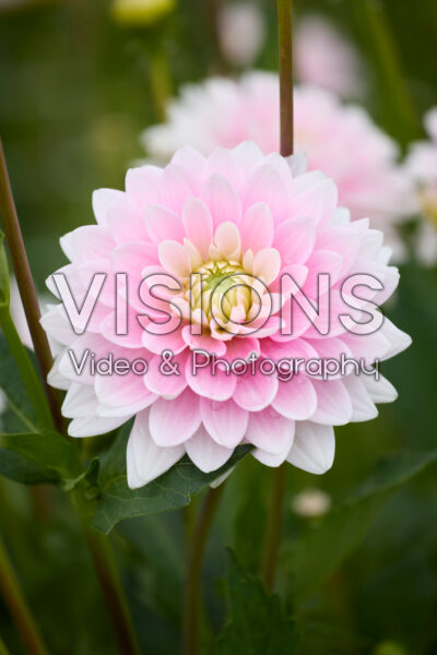 Dahlia Dapex Pink Delight