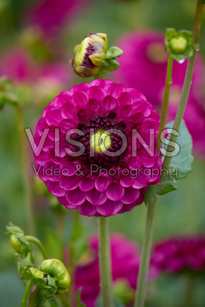 Dahlia David Teniers Dahlia David Teniers