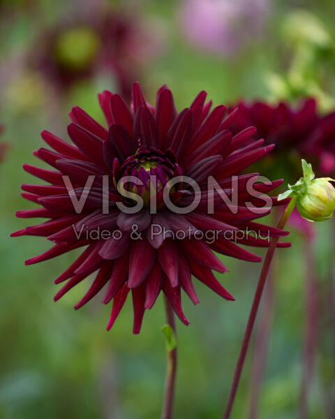 Dahlia Chat Noir