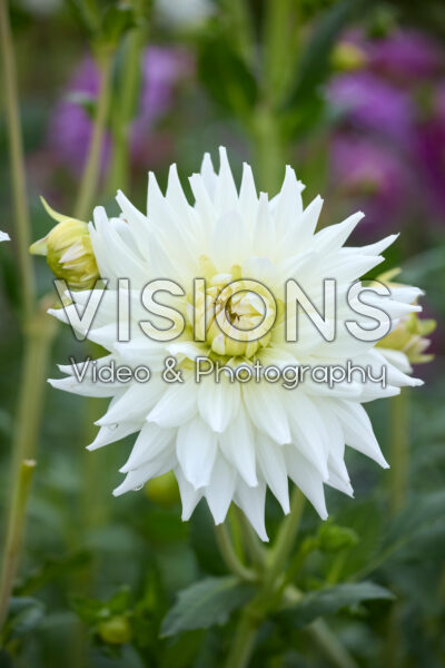 Dahlia Clearview Edie