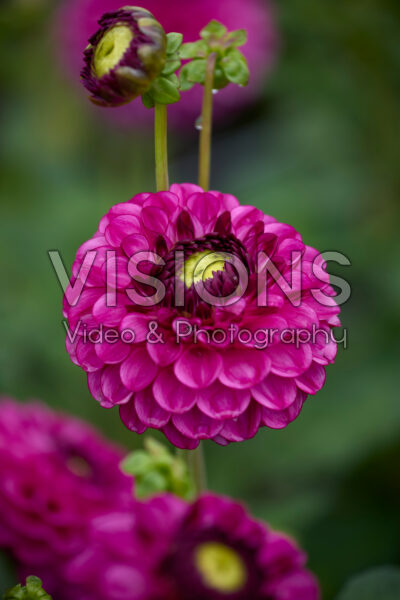 Dahlia David Teniers Dahlia David Teniers