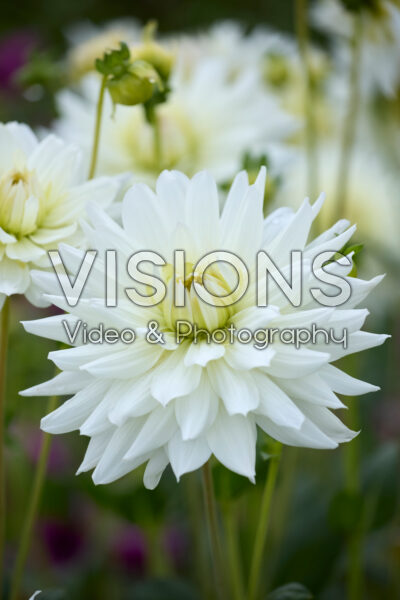 Dahlia Clearview Edie