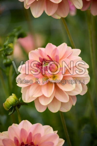 Dahlia Dolce Eva Dahlia Dolce Eva