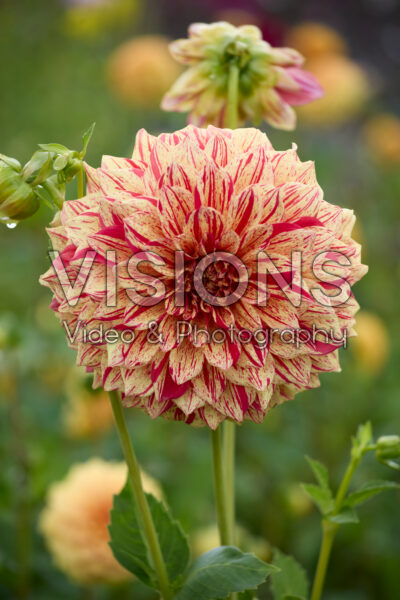 Dahlia Connells Gloriosa