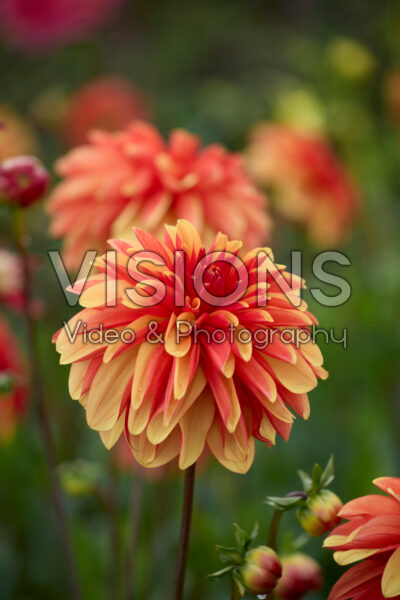 Dahlia Japlou