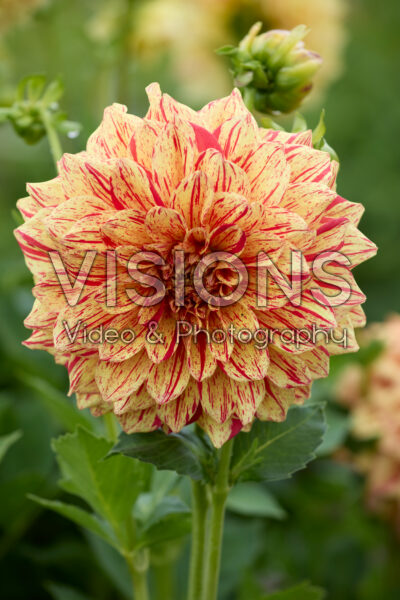 Dahlia Connells Gloriosa Dahlia Connells Gloriosa