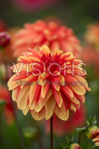 Dahlia Japlou Dahlia Japlou