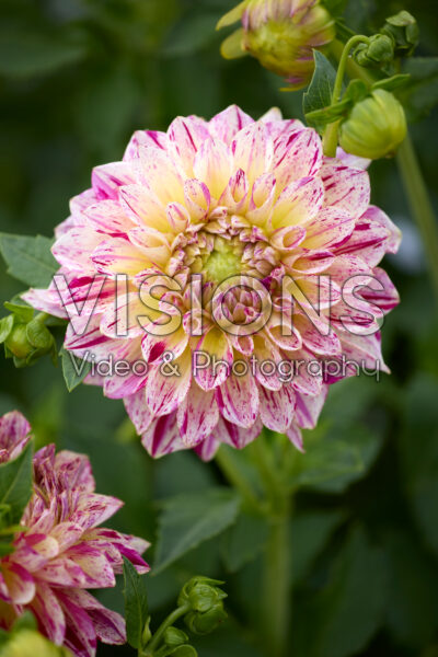 Dahlia Kameleon