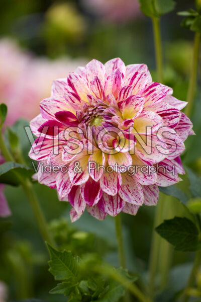 Dahlia Kameleon