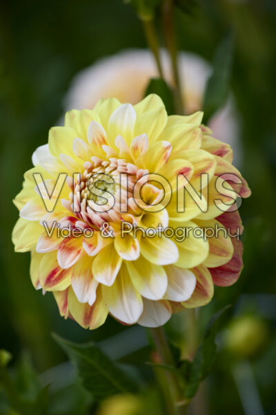 Dahlia Jowey Fantasy