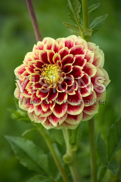 Dahlia Jowey Hubert