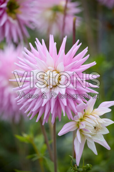 Dahlia Hillcrest Candy