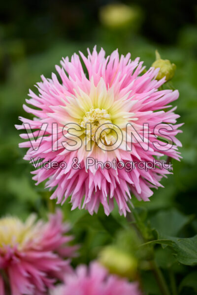 Dahlia Just Married