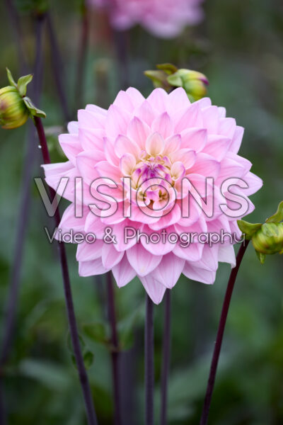 Dahlia Karma Prospero Dahlia Karma Prospero