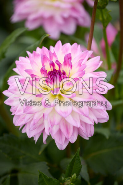 Dahlia Kordessa Dahlia Kordessa