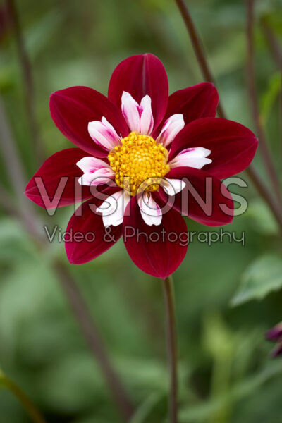 Dahlia Mary Eveline Dahlia Mary Eveline