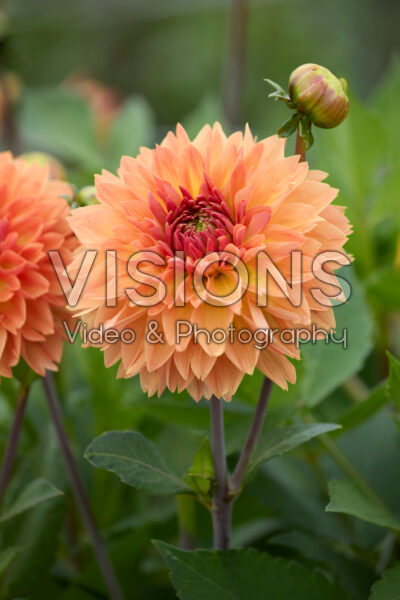 Dahlia Orange Impact Dahlia Orange Impact