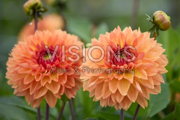 Dahlia Orange Impact Dahlia Orange Impact