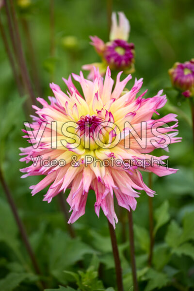 Dahlia Nenekazi Dahlia Nenekazi