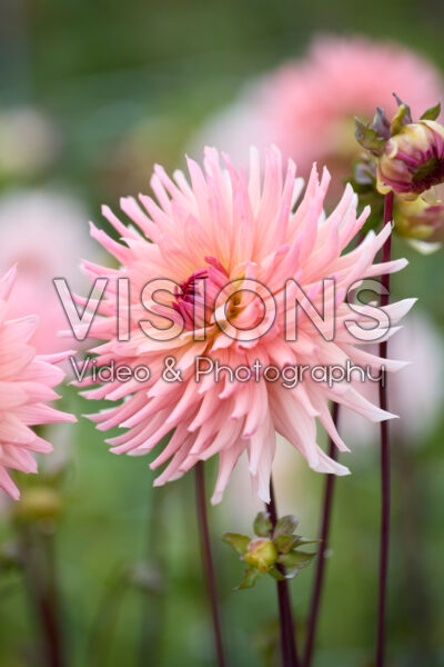 Dahlia Preference Dahlia Preference
