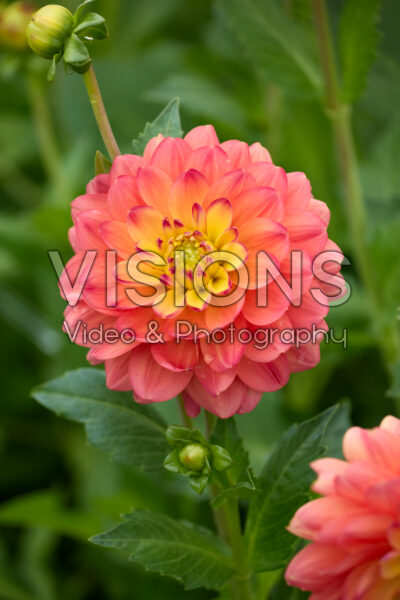 Dahlia Princess Erika