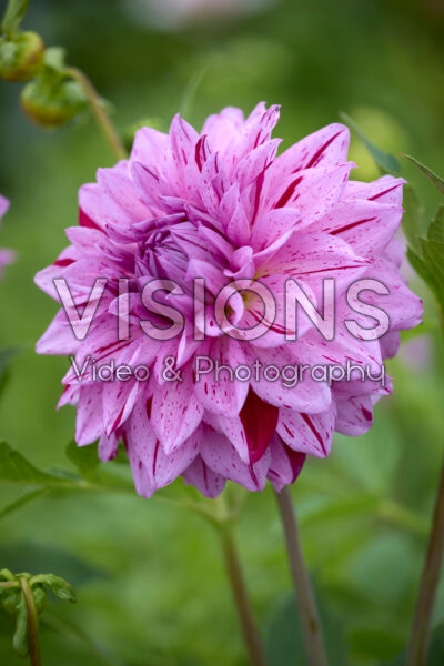 Dahlia Prins Carnaval