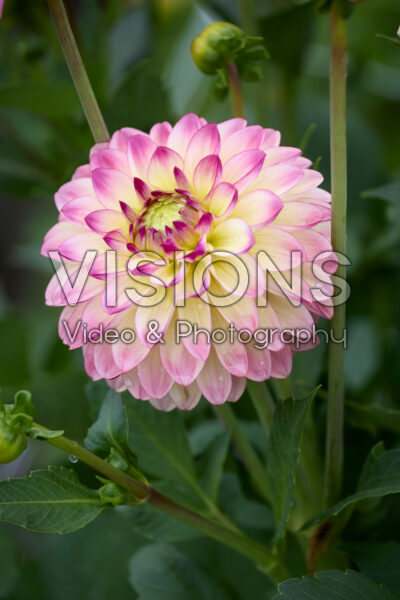 Dahlia Pure Happiness Dahlia Pure Happiness