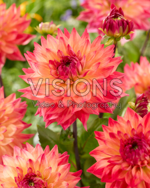 Dahlia Hakuna Matata