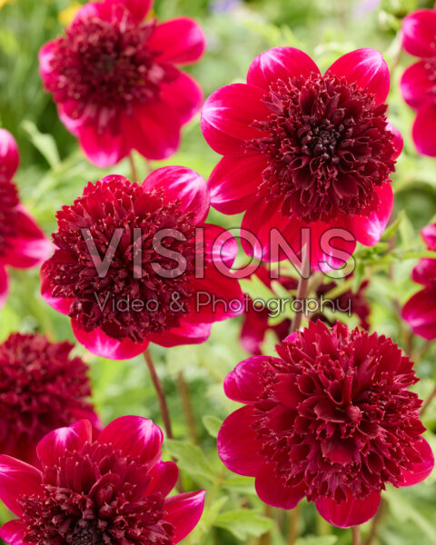 Dahlia Rock Star