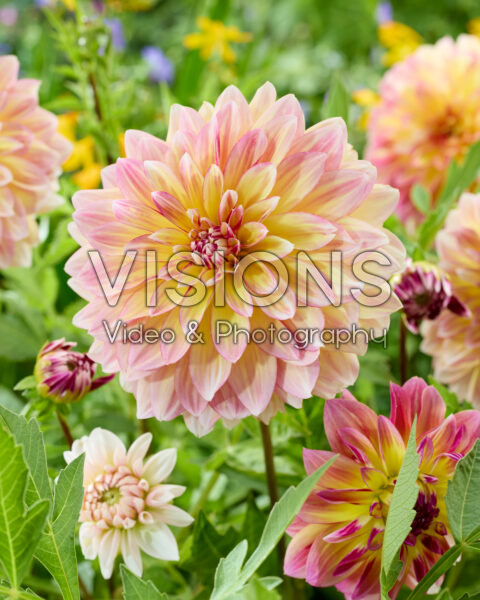 Dahlia Caribische Fantasie