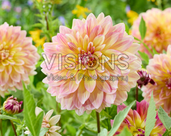 Dahlia Caribbean Fantasy Dahlia Caribbean Fantasy