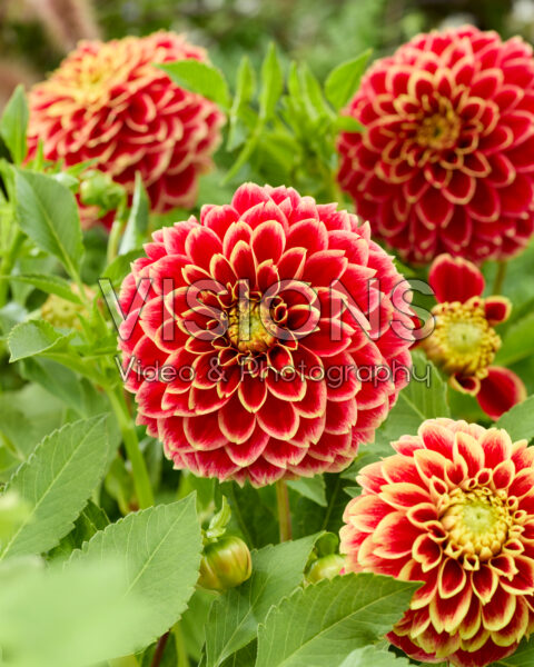 Dahlia Jowey Hubert Dahlia Jowey Hubert