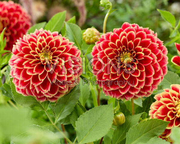 Dahlia Jowey Hubert