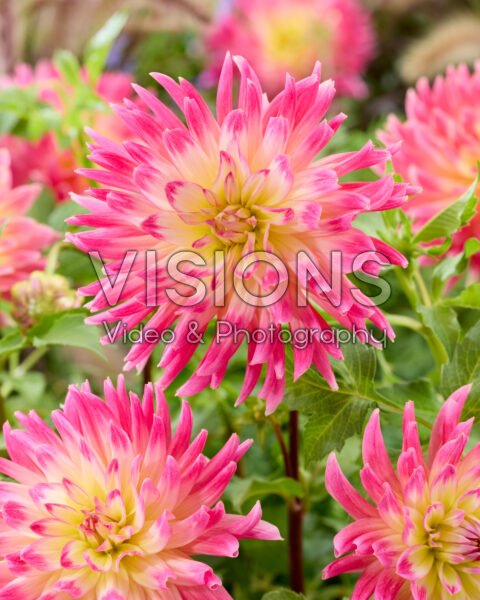 Dahlia Magic Sunrise Dahlia Magic Sunrise