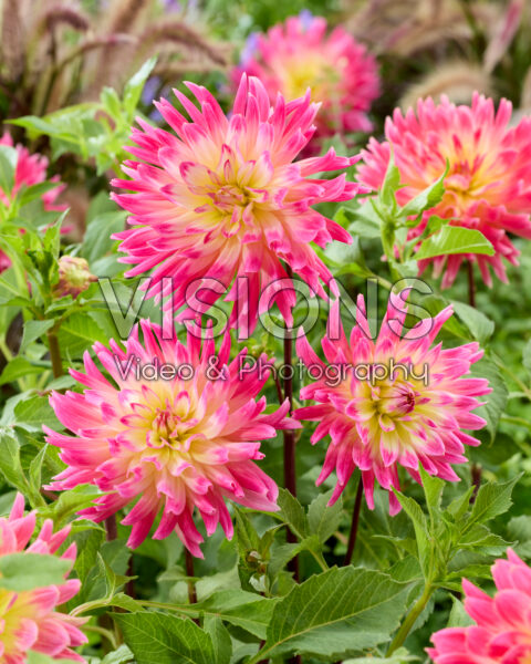 Dahlia Magic Sunrise Dahlia Magic Sunrise