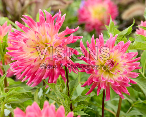 Dahlia Magic Sunrise Dahlia Magic Sunrise