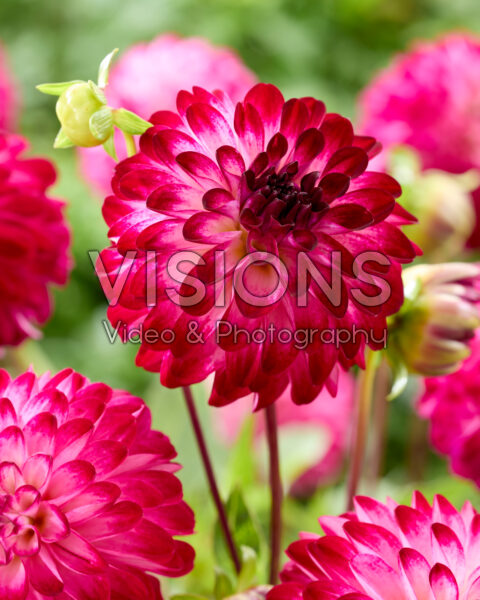 Dahlia Little Robert