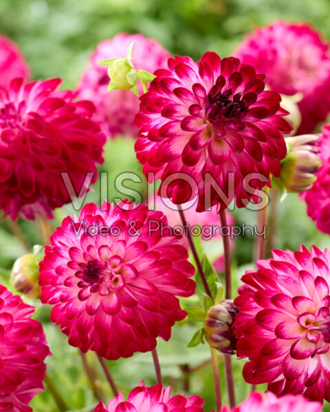 Dahlia Little Robert