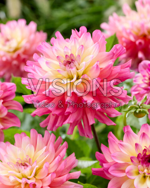 Dahlia Bahama Mama Dahlia Bahama Mama