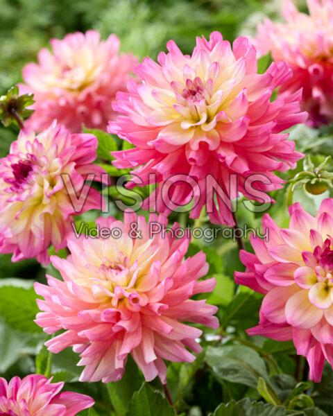 Dahlia Bahama Mama