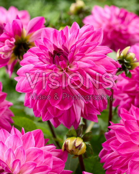 Dahlia Lilac Lyric