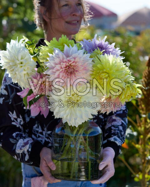 Mixed dinnerplate dahlias in bouquet Mixed dinnerplate dahlias in bouquet