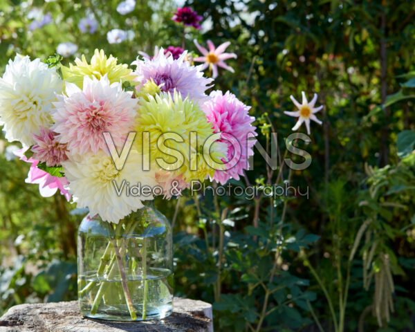 Mixed dinnerplate dahlias in bouquet Mixed dinnerplate dahlias in bouquet