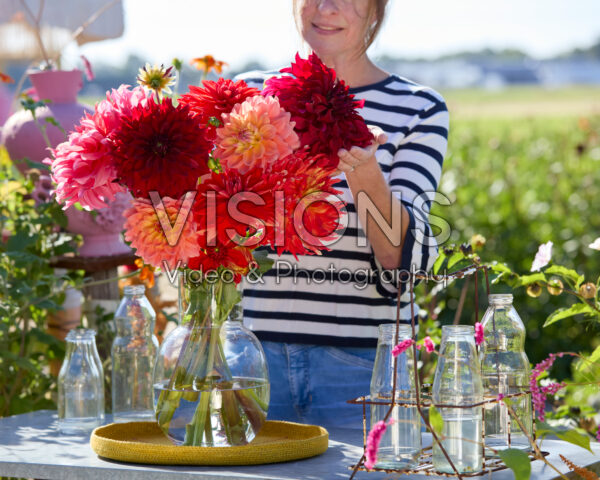 Mixed dinnerplate dahlias in bouquet Mixed dinnerplate dahlias in bouquet