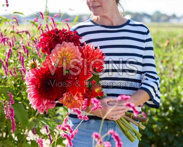 Mixed dinnerplate dahlias in bouquet Mixed dinnerplate dahlias in bouquet